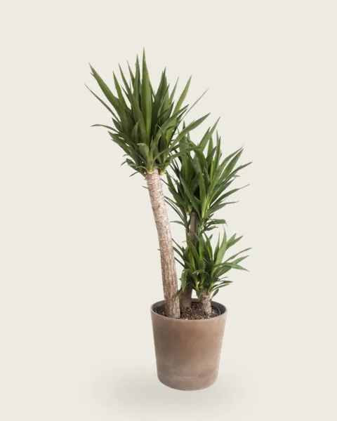 Yucca Palm