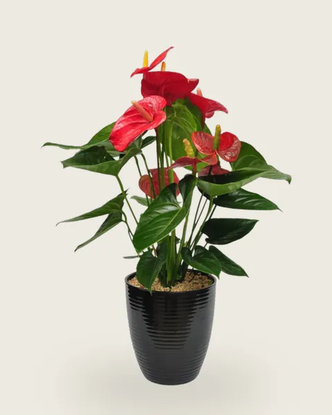 Anthurium