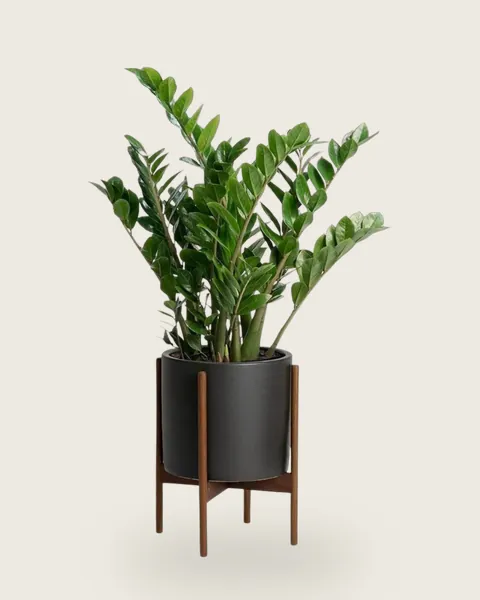 ZZ Plant