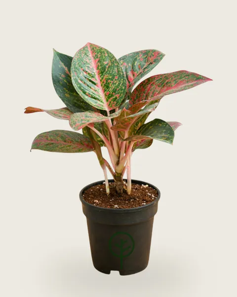 Aglaonema Red Peacock