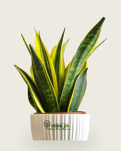 Gold Flame Snake Plant