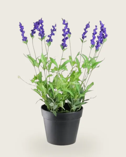 Lavender
