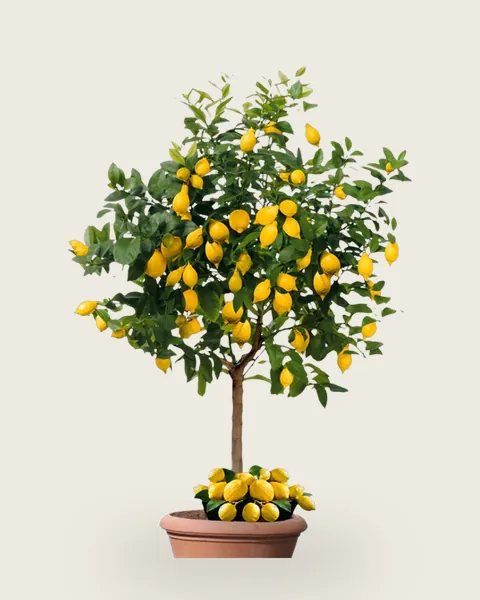 Seedless Lemon