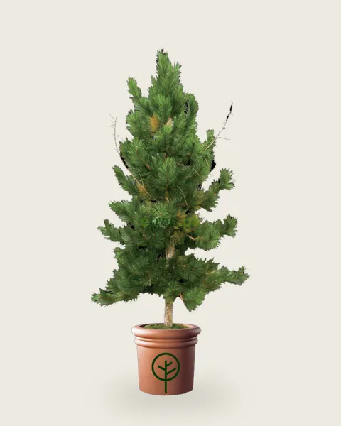 Pine Tree
