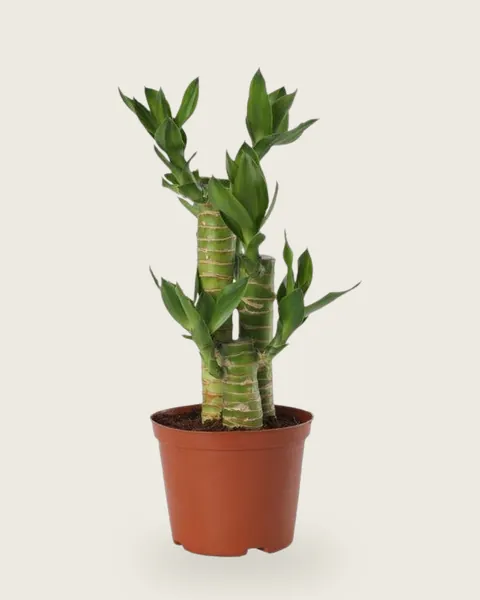 Lotus Tiger Lucky Bamboo