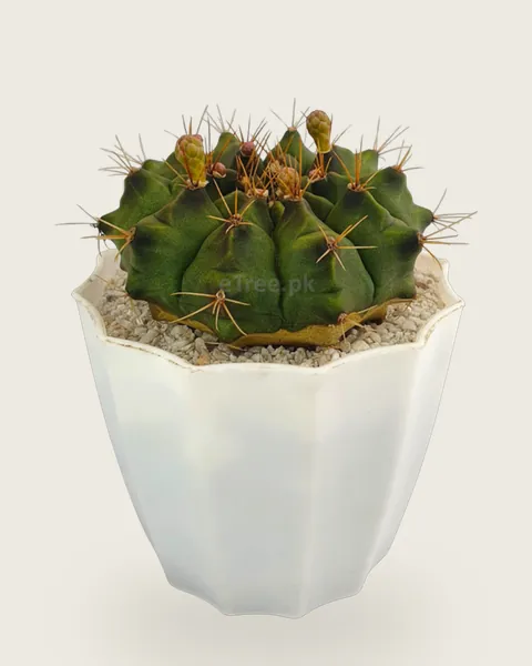 Gymnocalycium baldianum