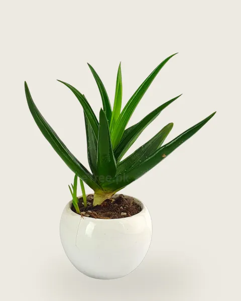 Aloe striatula