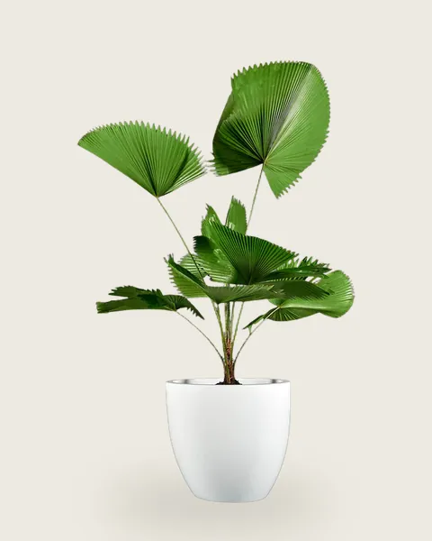 Handcrafted White Ceramic Tapered Planter