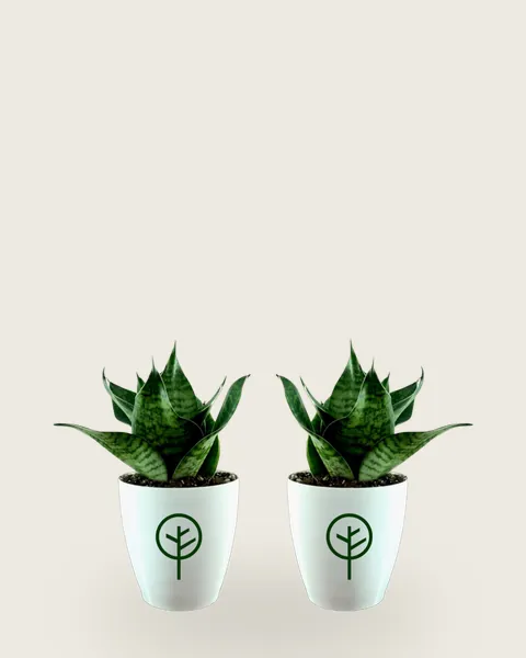 Pack of 2 Dwarf Snake Plants