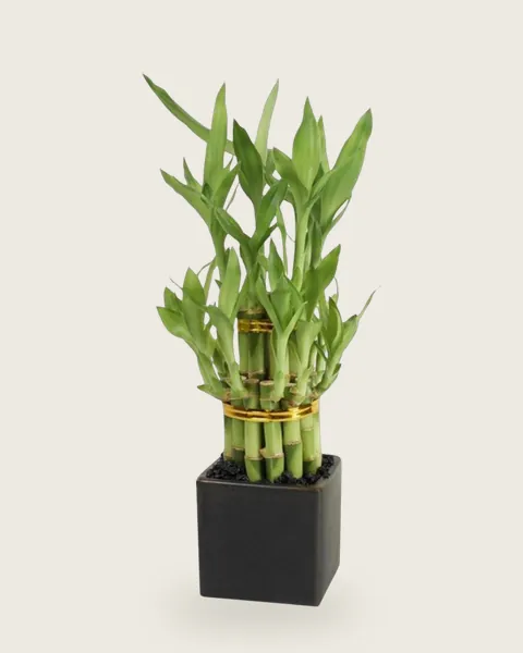 Lucky Bamboo, 2 layers