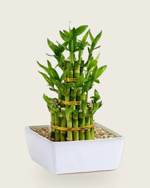 Lucky Bamboo, 3 layers