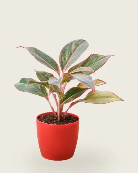 Aglaonema Siam Aurora
