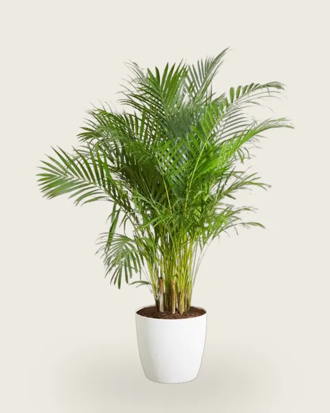 Areca Palm